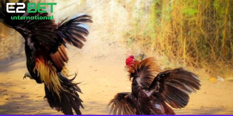 Hiểu về việc cắt tai tích cho gà chọi