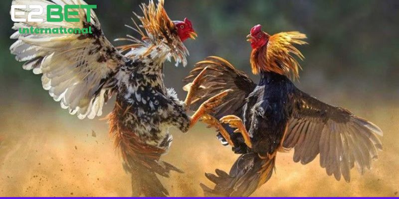 Đá Gà CPC Là Gì? Chiến thuật đá gà Campuchia hiệu quả tại nhà cái CJ5582