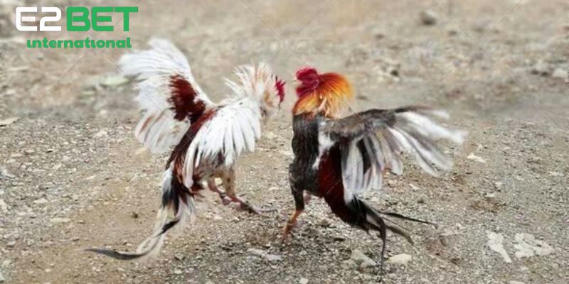 Tìm Hiểu Chiến Thuật Gà Chạy Kiệu Và Những Điểm Nổi Bật