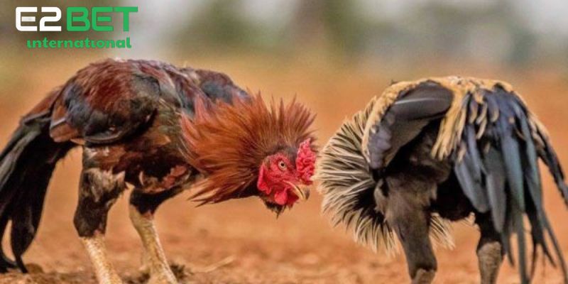 Tổng hợp những ưu điểm siêu nổi bật của đá gà cpc