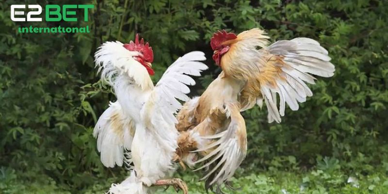 Lợi ích khi cắt tai tích cho gà chọi